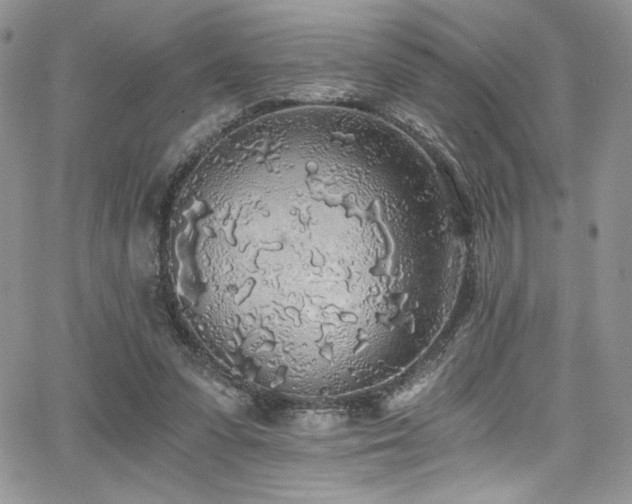 X0000068310303200604211211