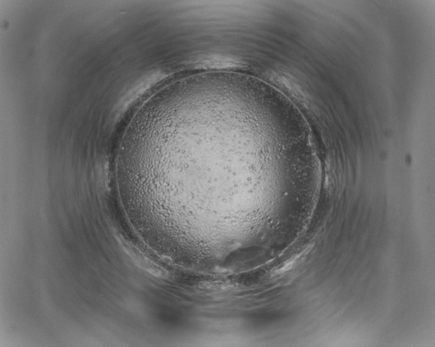 X0000068310351200604211210