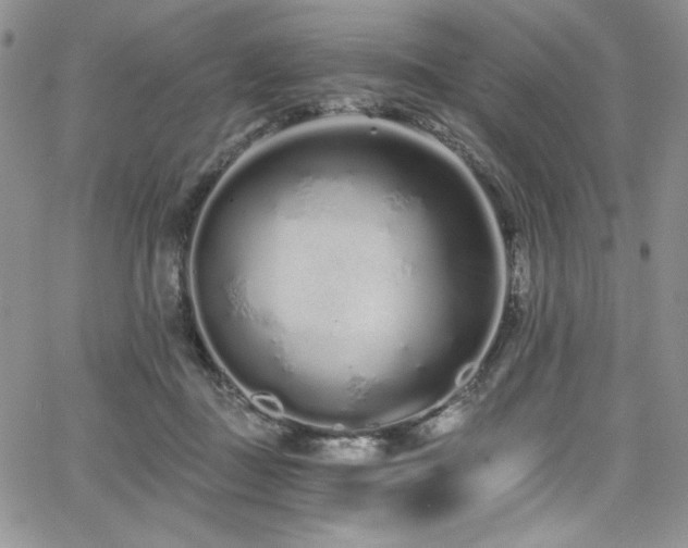 X0000068310363200604211210