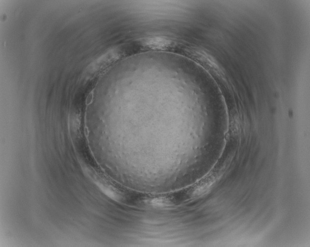 X0000068310365200604211210