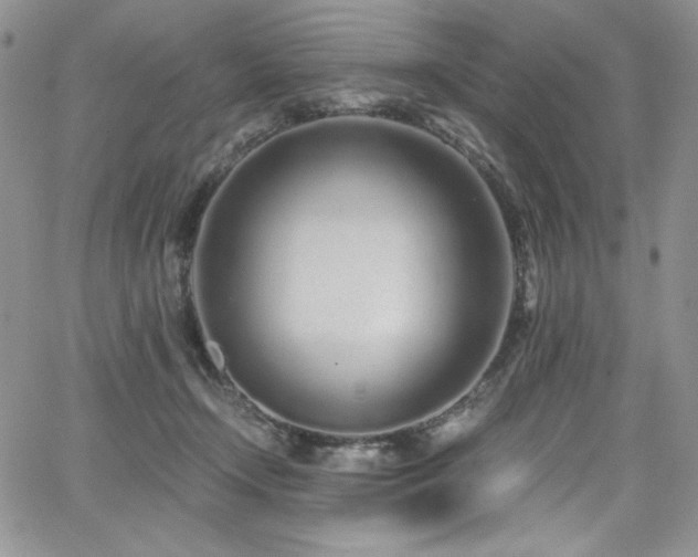 X0000068310366200604211210