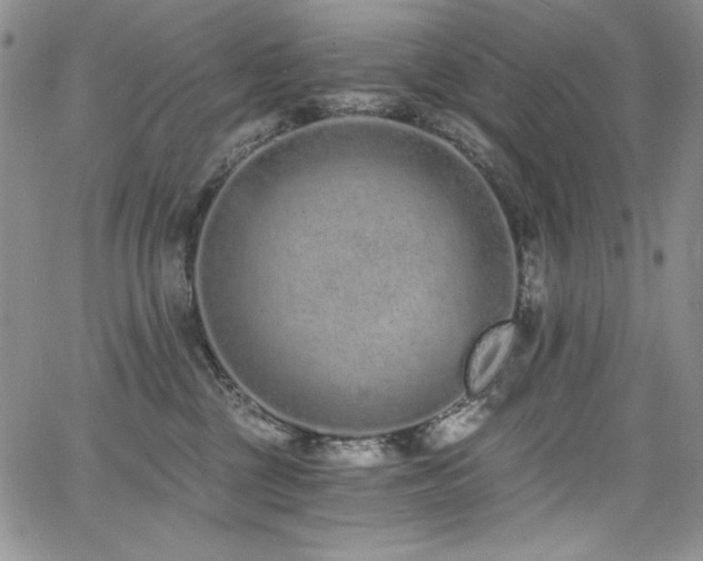 X0000068310377200604211210