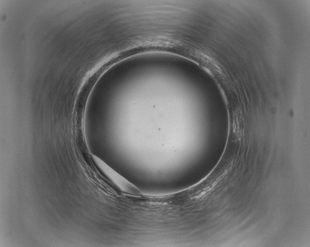 X0000068310388200604211209