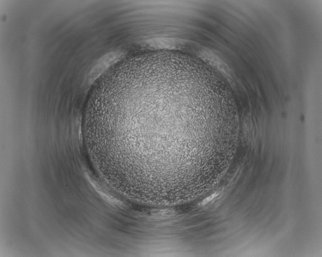 X0000068310398200604211209