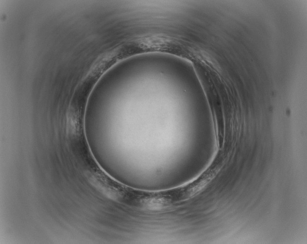 X0000068310408200604211209