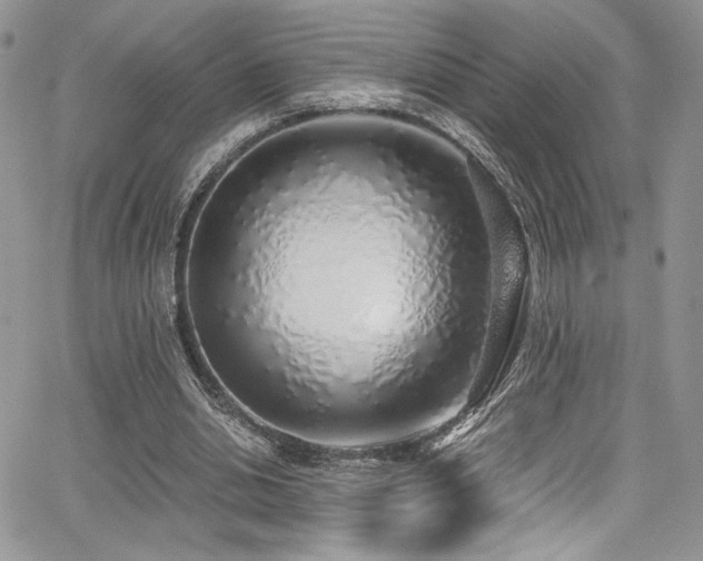 X0000068310438200604211208