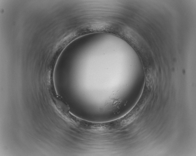 X0000068310454200604211208