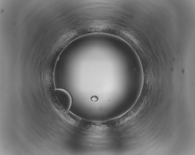 X0000068310455200604211208