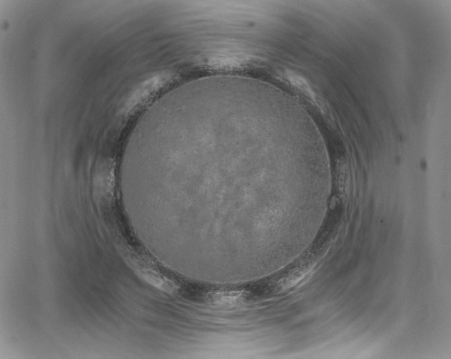 X0000068310495200604211208