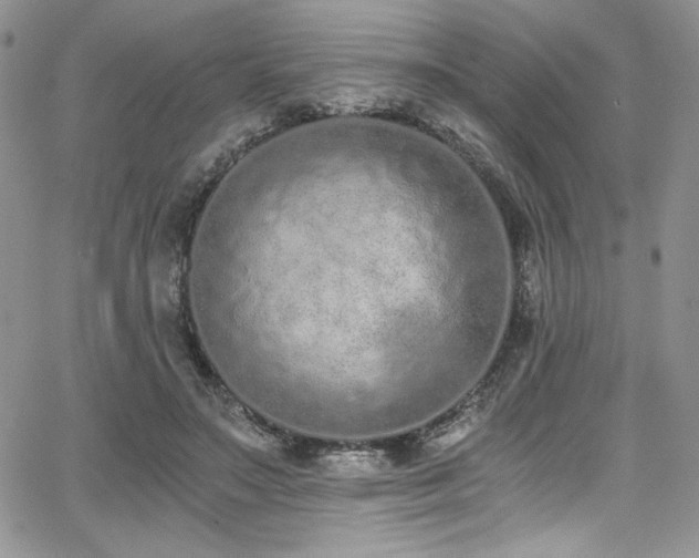 X0000068310499200604211208