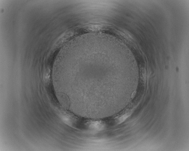 X0000068310507200604211207