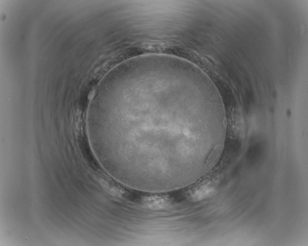 X0000068310511200604211207