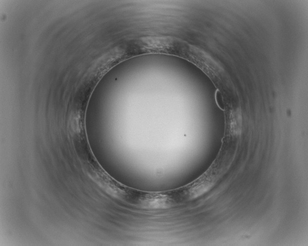 X0000068310514200604211207