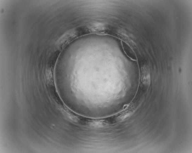 X0000068310523200604211207