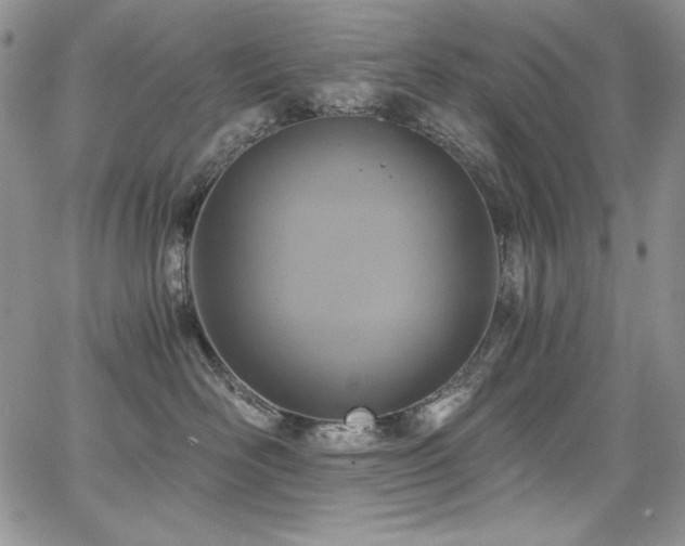 X0000068310526200604211207