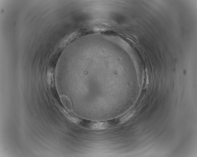 X0000068310527200604211207