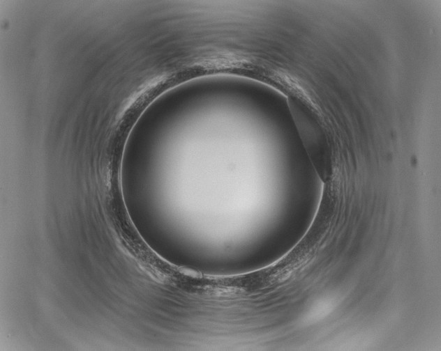 X0000068310539200604211206