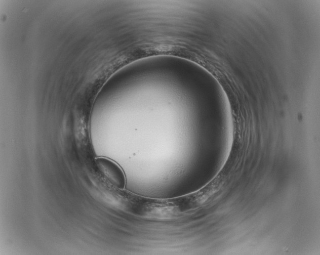 X0000068310555200604211207