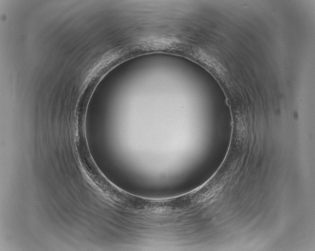 X0000068310582200604211206