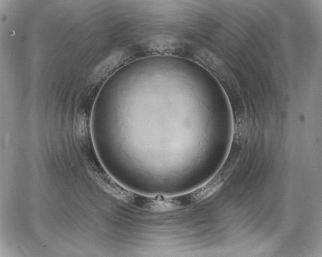 X0000068310623200604211206