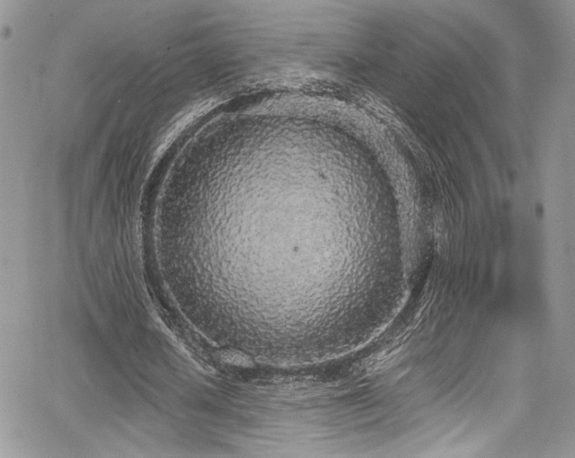 X0000068310626200604211205