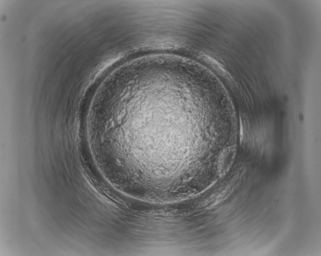 X0000068310627200604211205