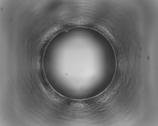 X0000068310635200604211205