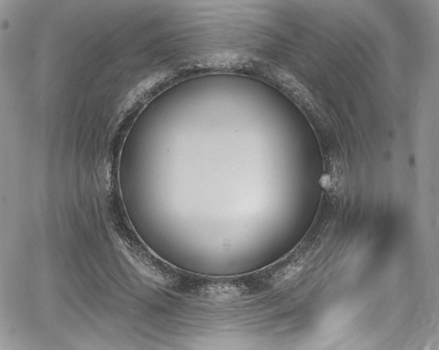 X0000068310636200604211205