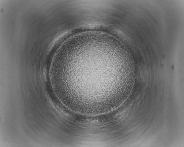 X0000068310640200604211205