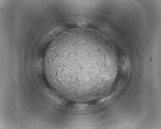 X0000068310650200604211205