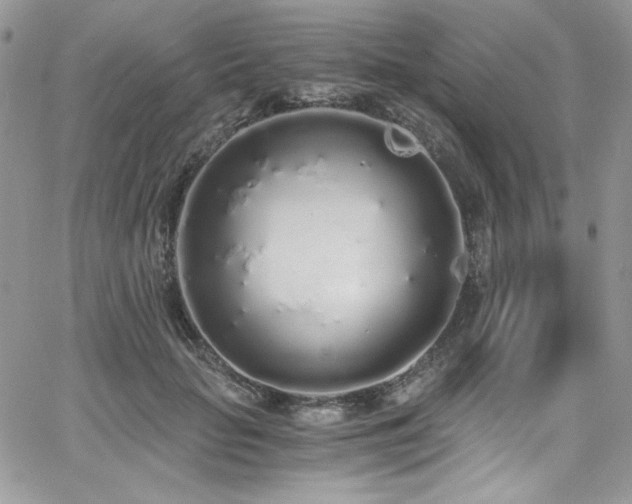 X0000068310653200604211205