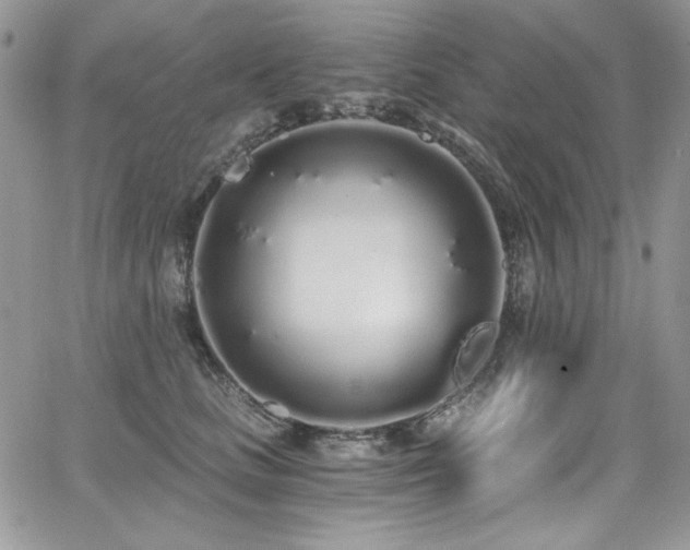 X0000068310661200604211205