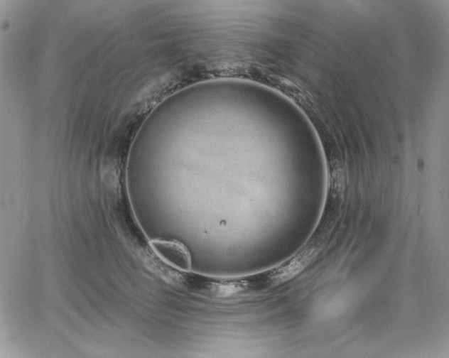 X0000068310662200604211205