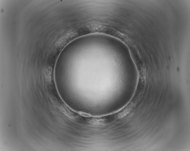 X0000068310664200604211205