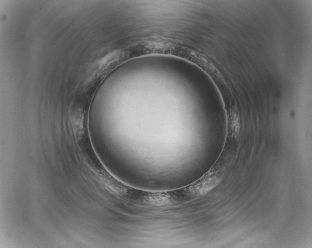 X0000068310668200604211205