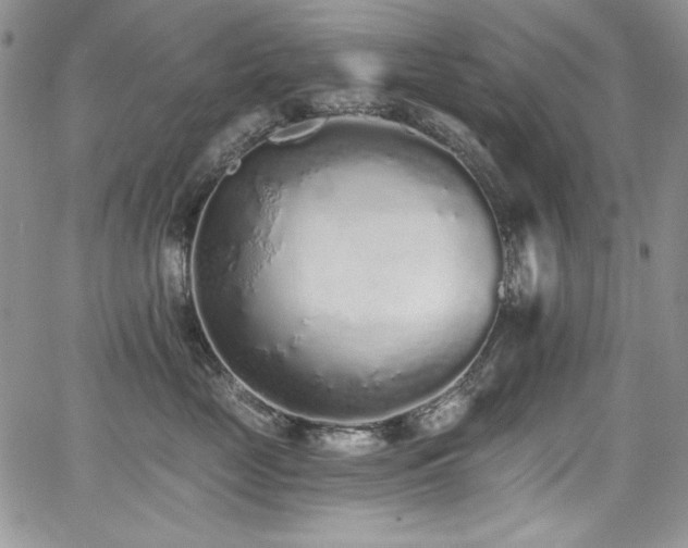 X0000068310669200604211205