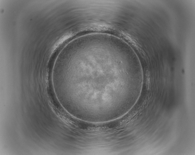 X0000068310679200604211205