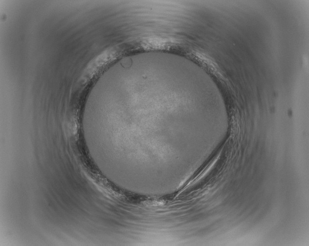 X0000068310687200604211204