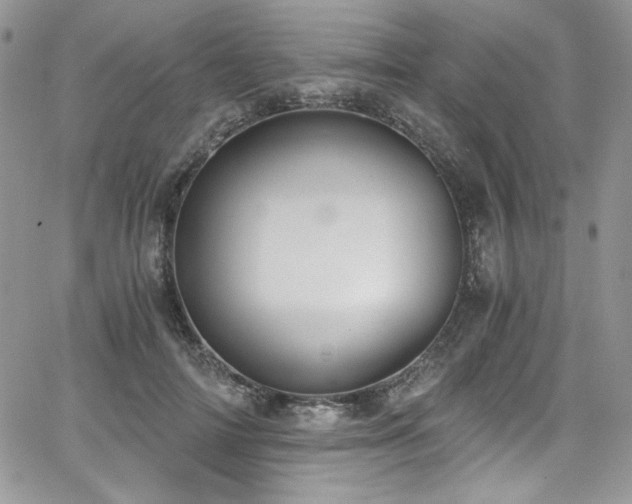 X0000068310698200604211204