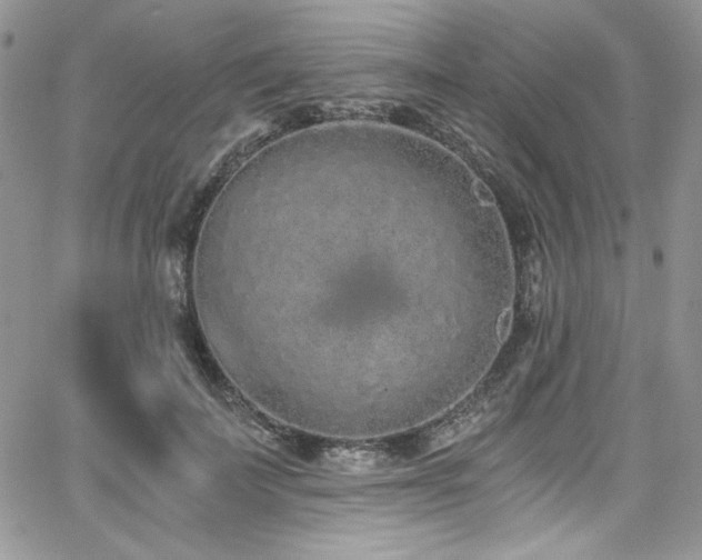 X0000068310699200604211204