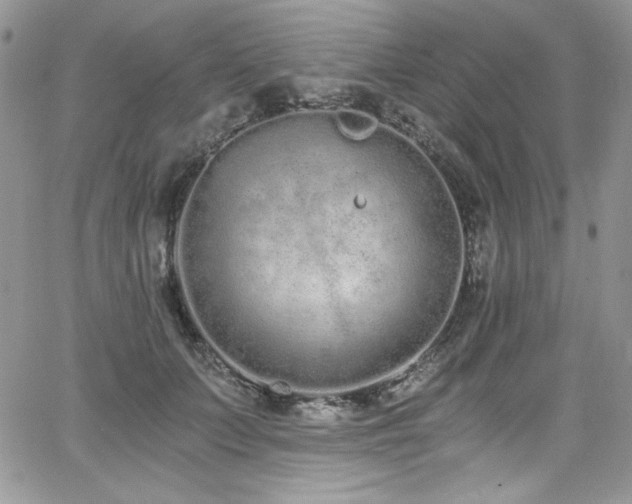 X0000068310703200604211204