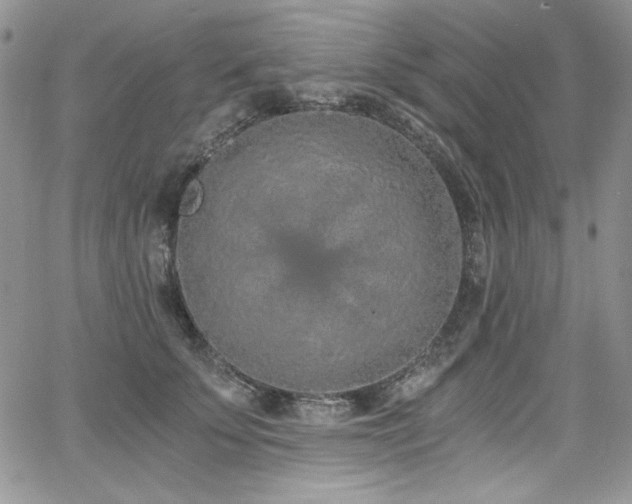 X0000068310707200604211204