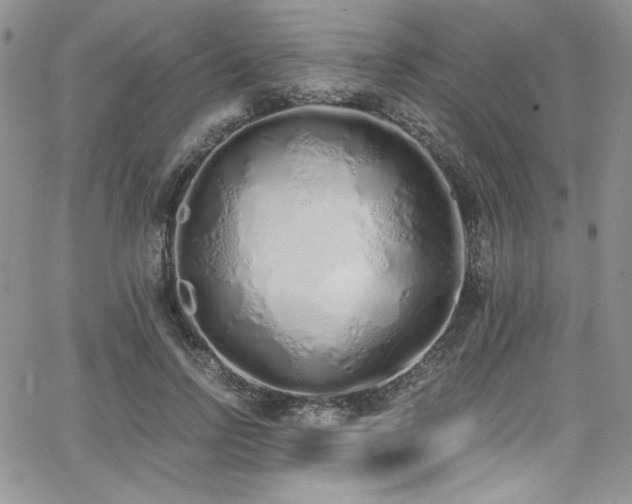 X0000068310742200604211203