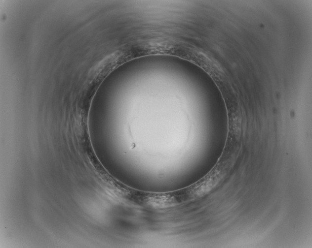 X0000068310757200604211204