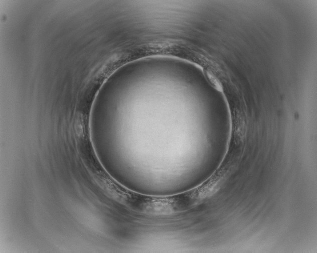 X0000068310758200604211204