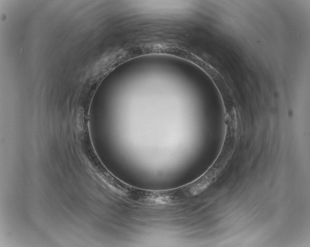 X0000068310760200604211204