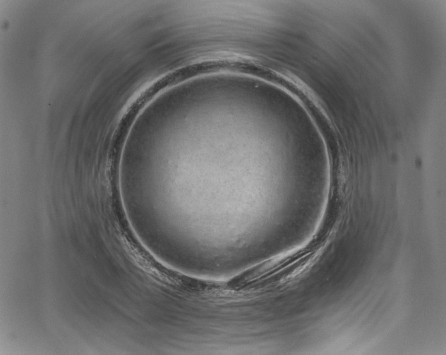 X0000068310783200604211203