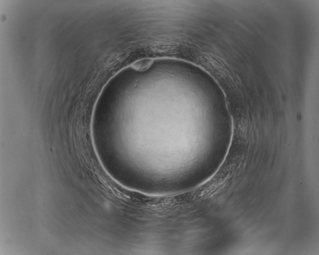 X0000068310817200604211201