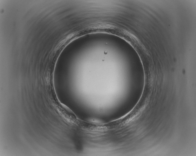 X0000068310833200604211202