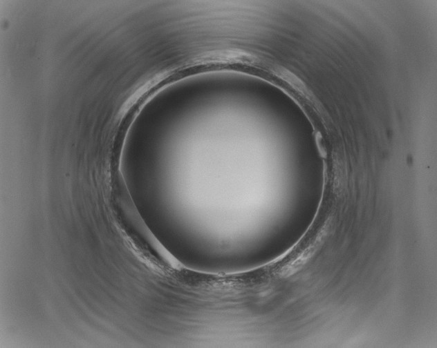 X0000068310834200604211202